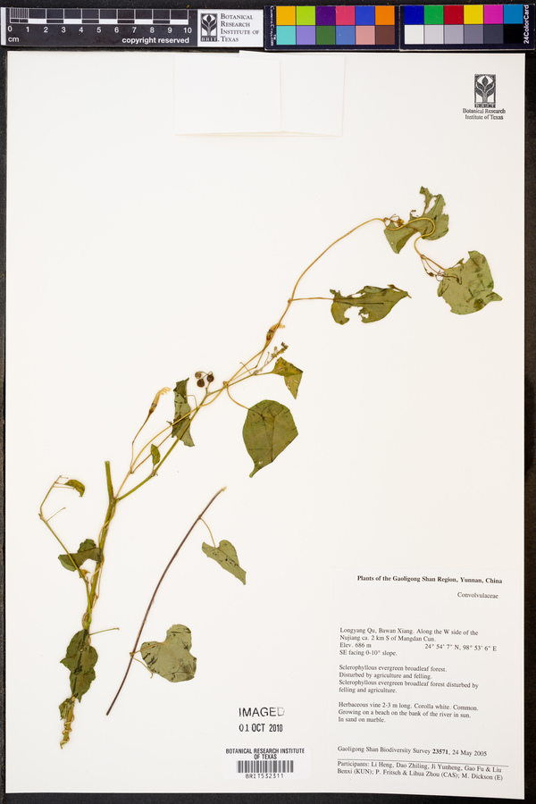 Ipomoea obscura image