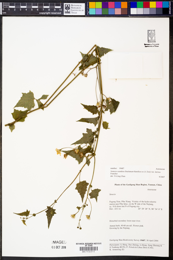 Senecio scandens var. incisus image