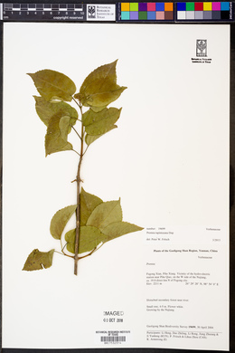 Premna tapintzeana image