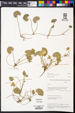 Centella asiatica image