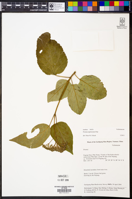Premna tapintzeana image