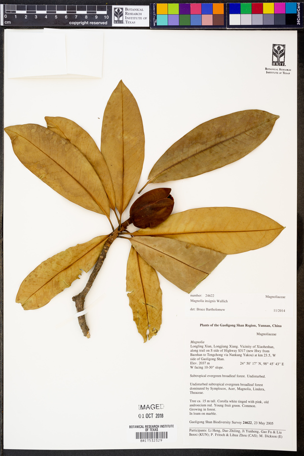 Magnolia insignis image