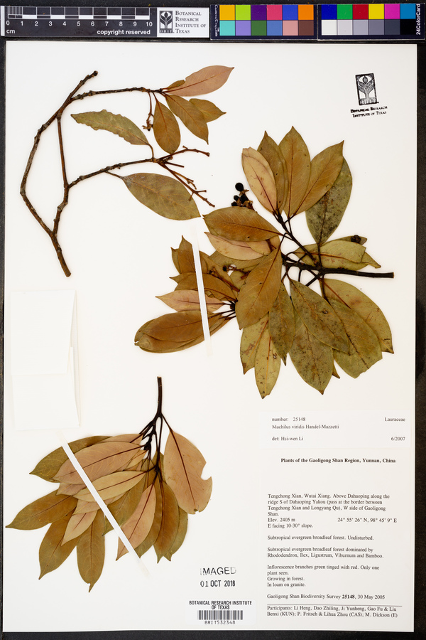 Machilus viridis image
