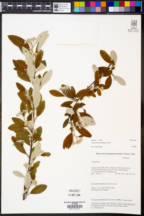Cotoneaster turbinatus image