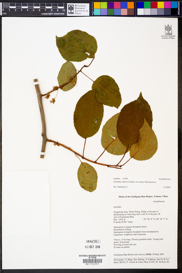 Actinidia callosa image