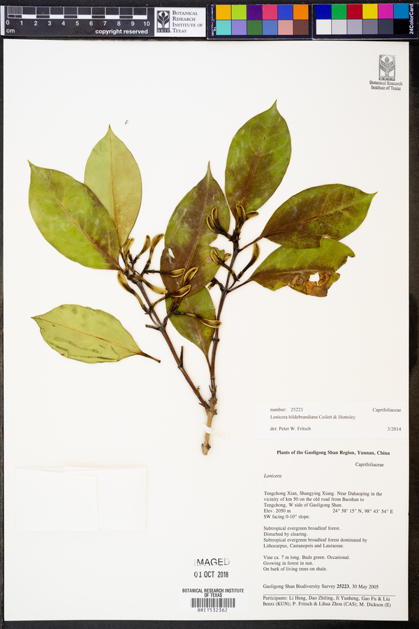 Lonicera hildebrandiana image