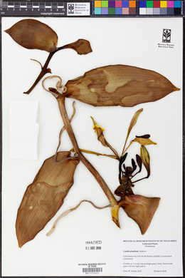 Vanilla planifolia image
