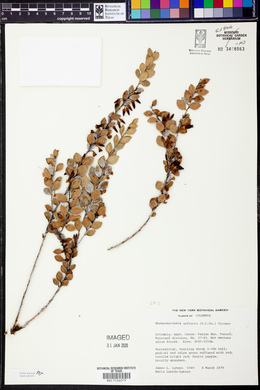 Themistoclesia anfracta image