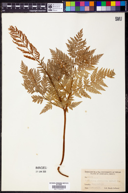 Botrychium cicutarium image