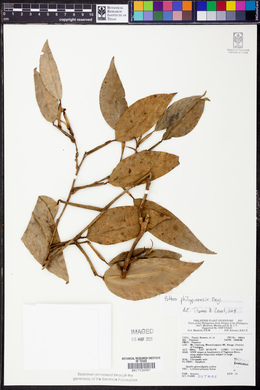 Pothos philippinensis image
