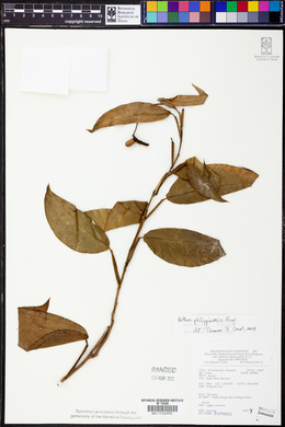 Pothos philippinensis image