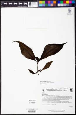 Pilea apiculata image