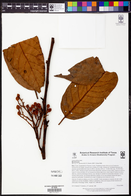 Virola sebifera image