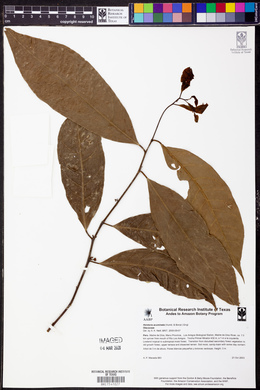 Heisteria acuminata image