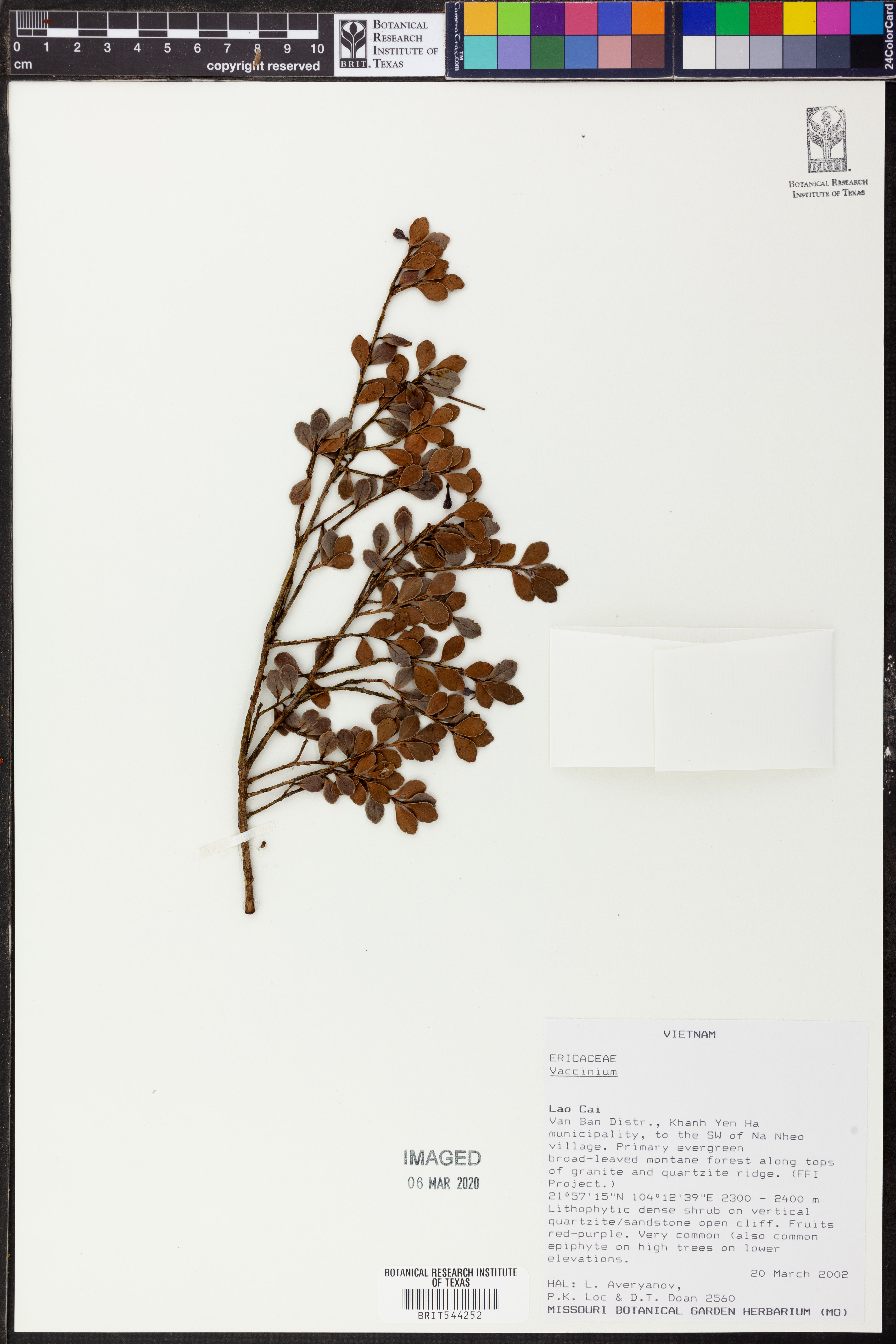 Agapetes rubrobracteata (Agapetes rubrobracteata)