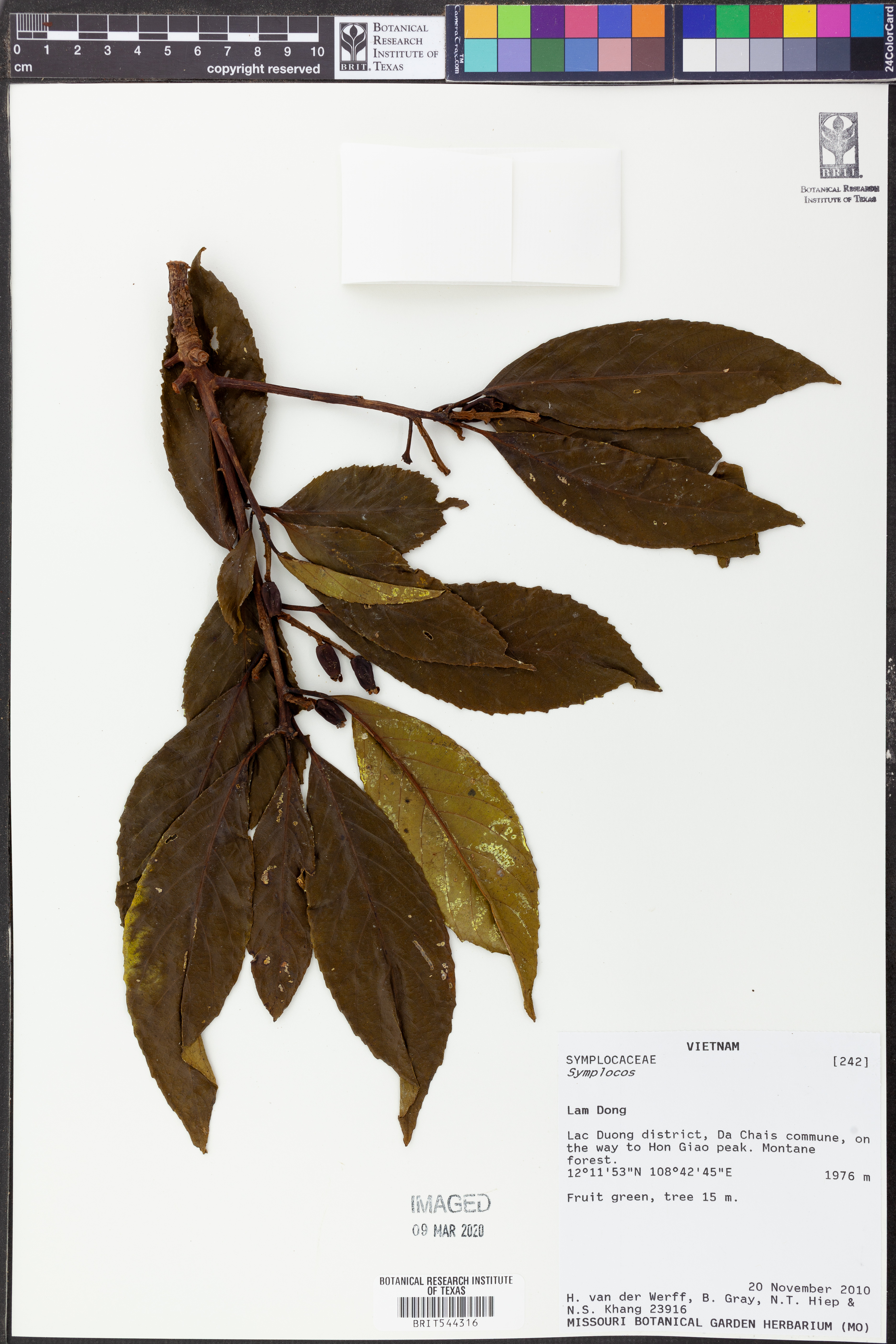 Symplocos disepala (Symplocos disepala)