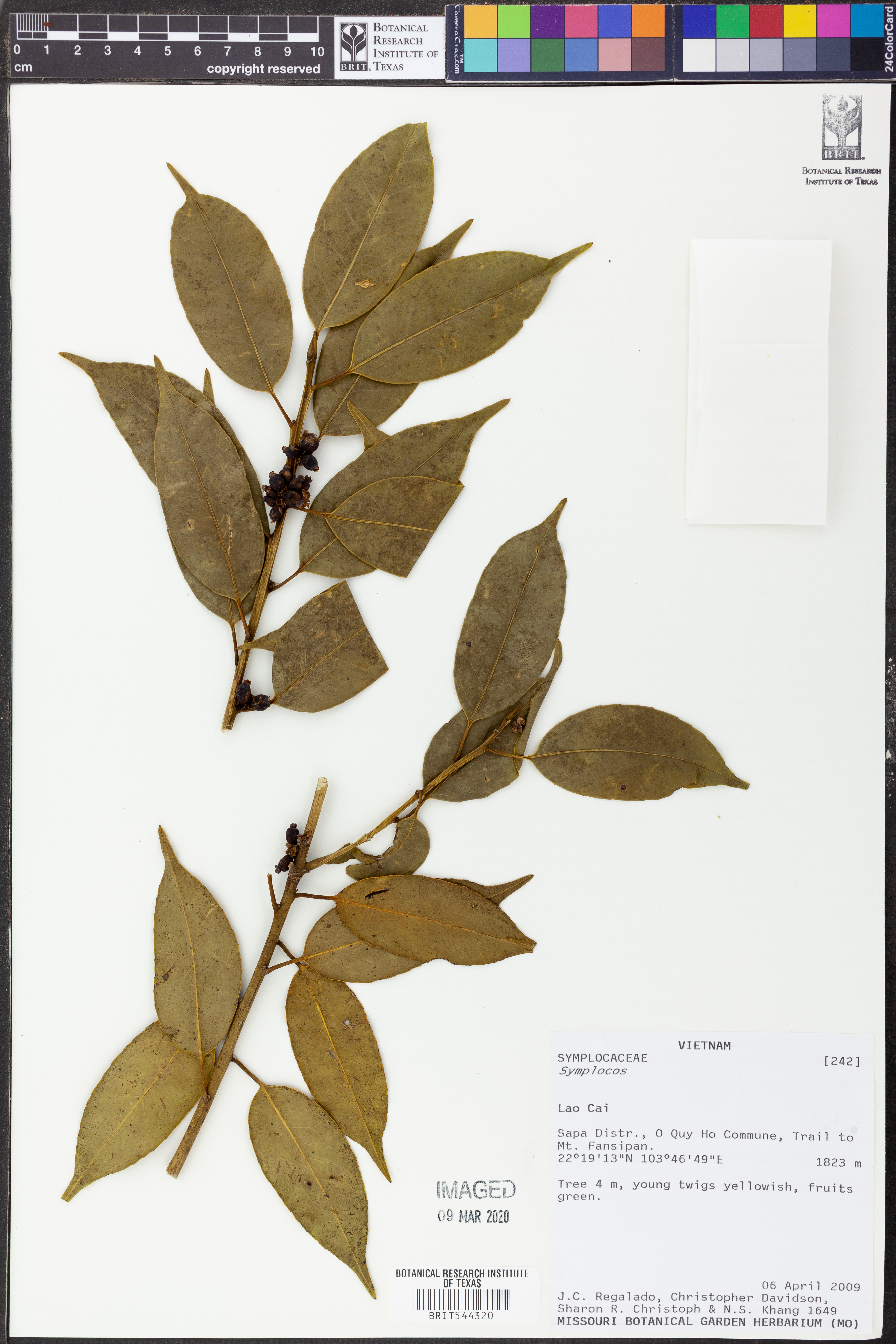 Symplocos setchuensis — ảnh 2