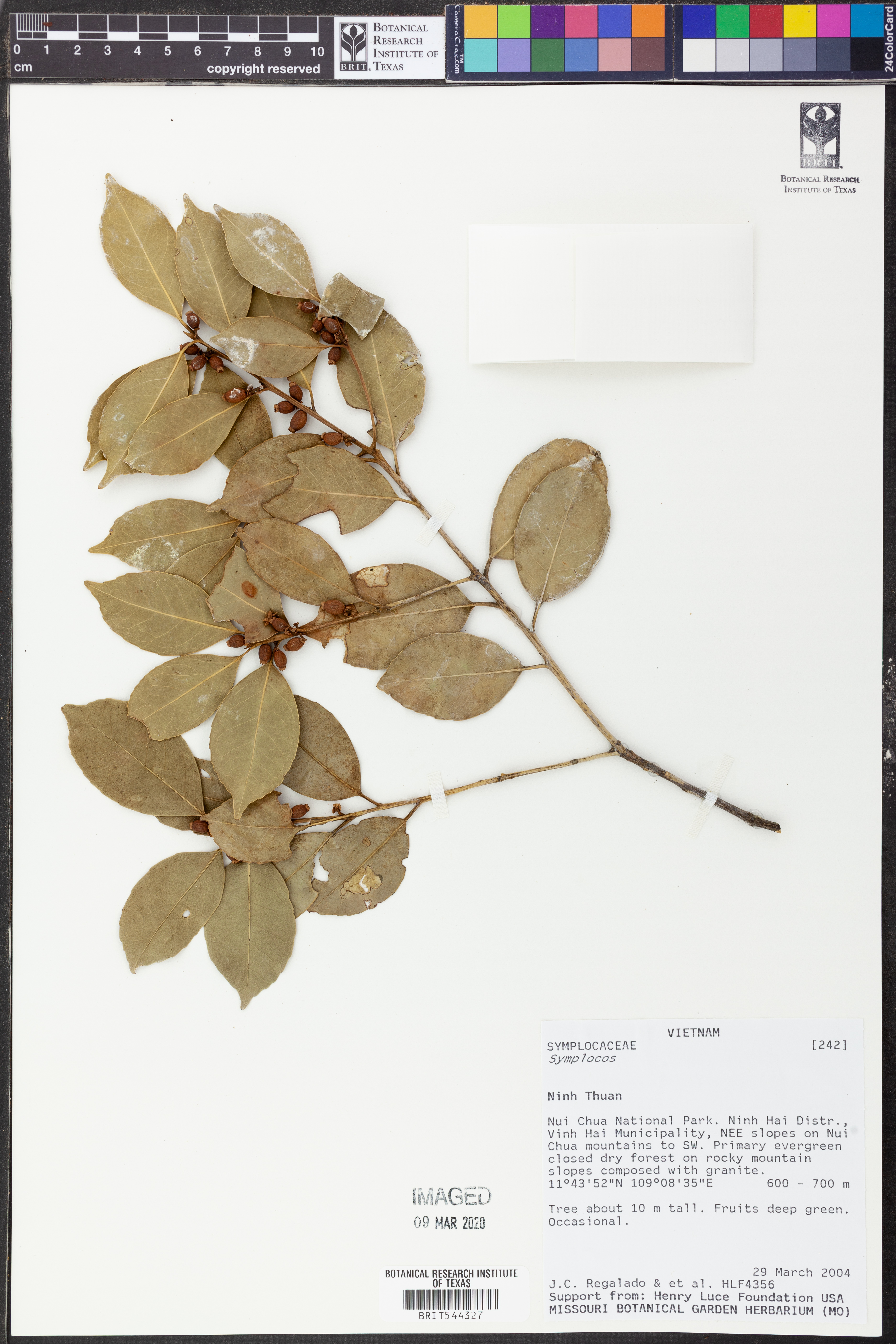 Symplocos lucida (Symplocos lucida)