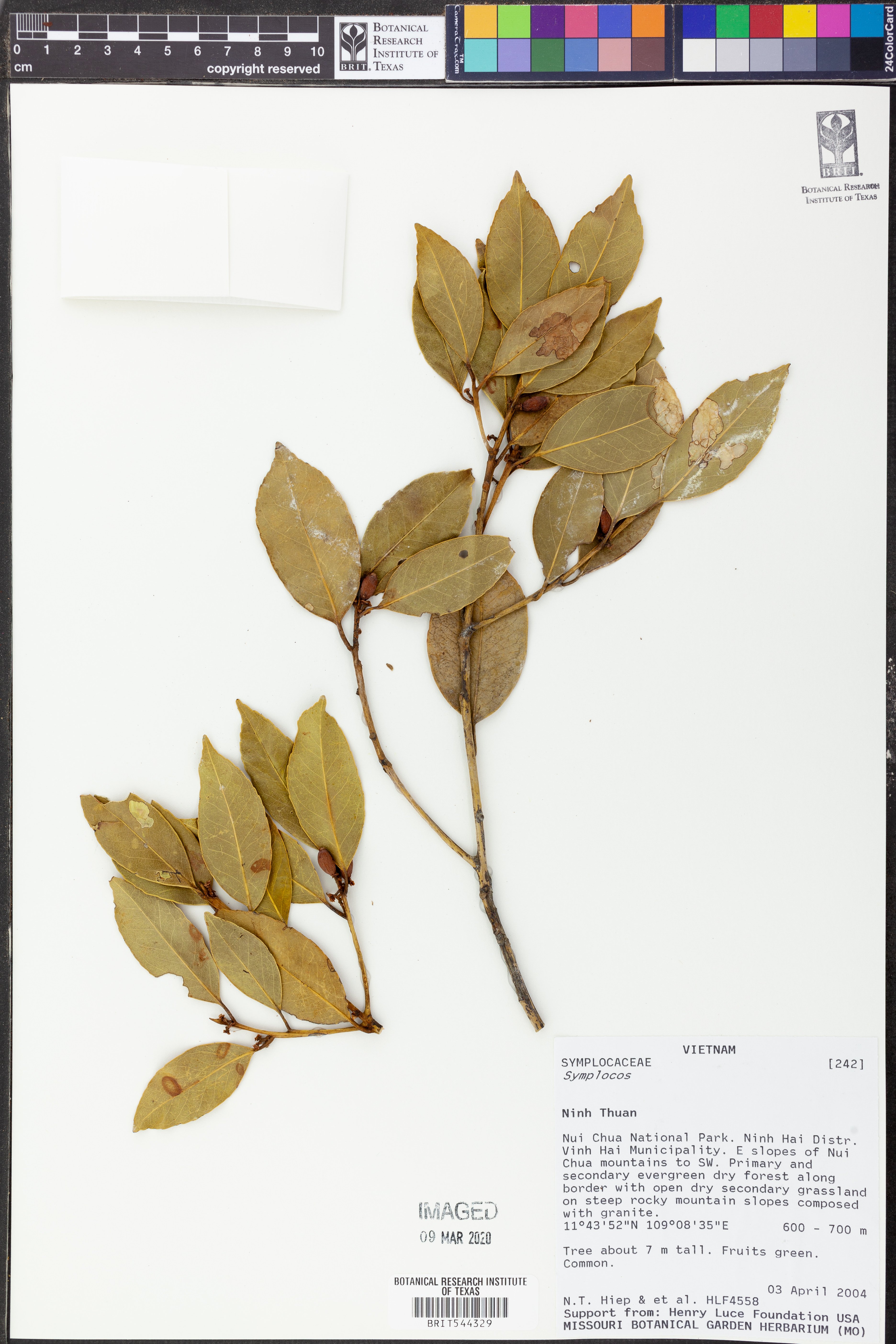 Symplocos lucida — ảnh 2