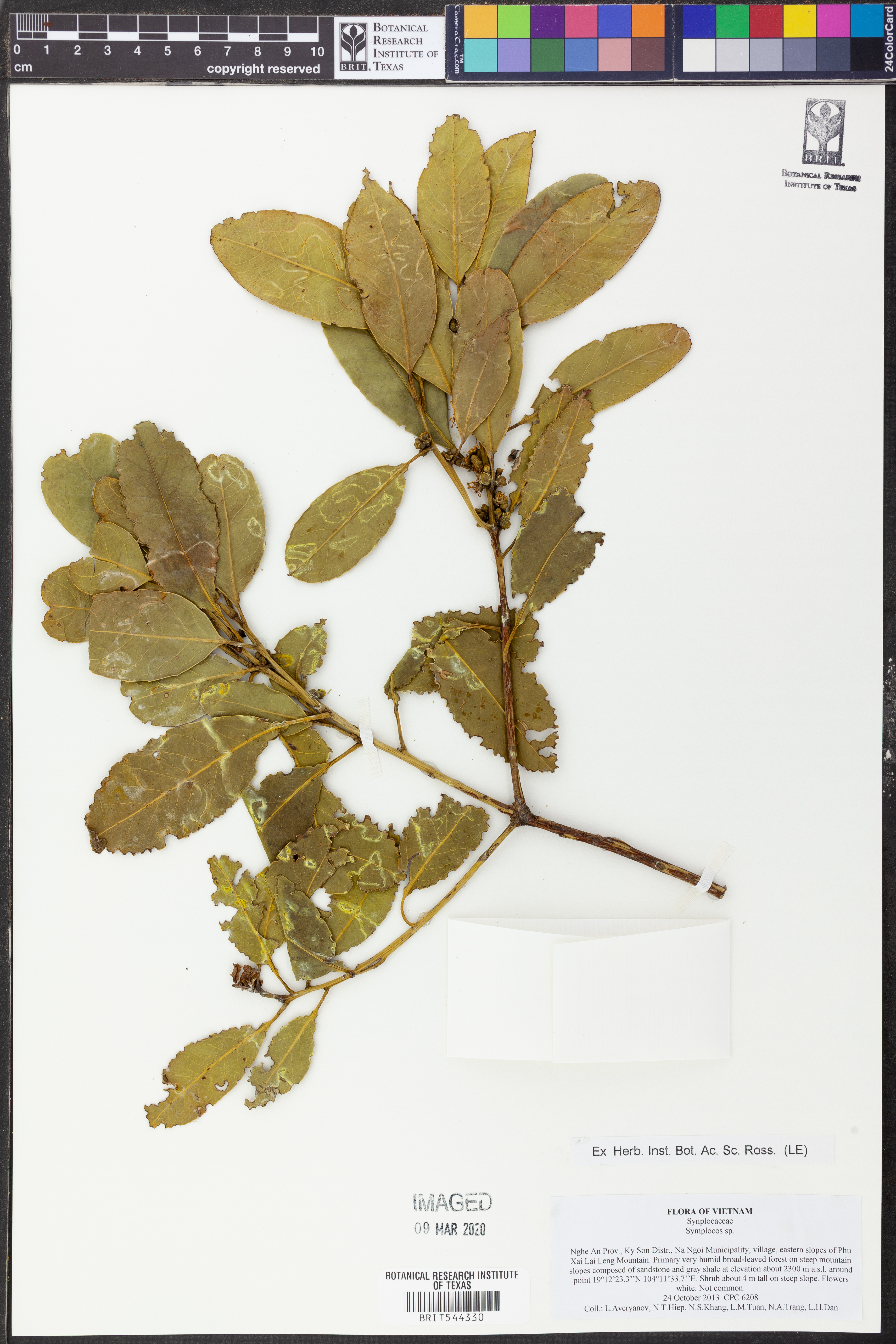 Symplocos setchuensis (Symplocos setchuensis)