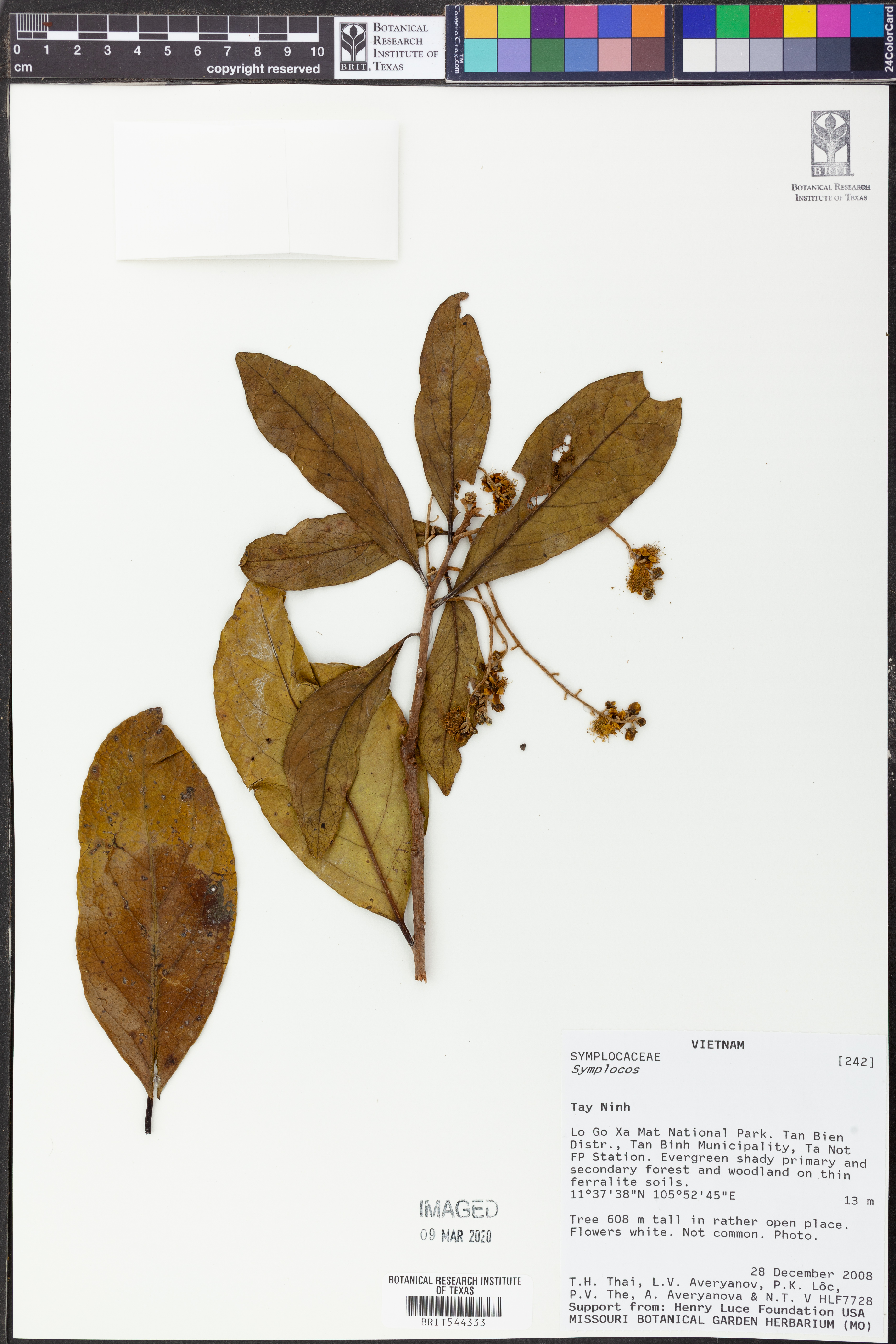 Symplocos racemosa (Symplocos racemosa)