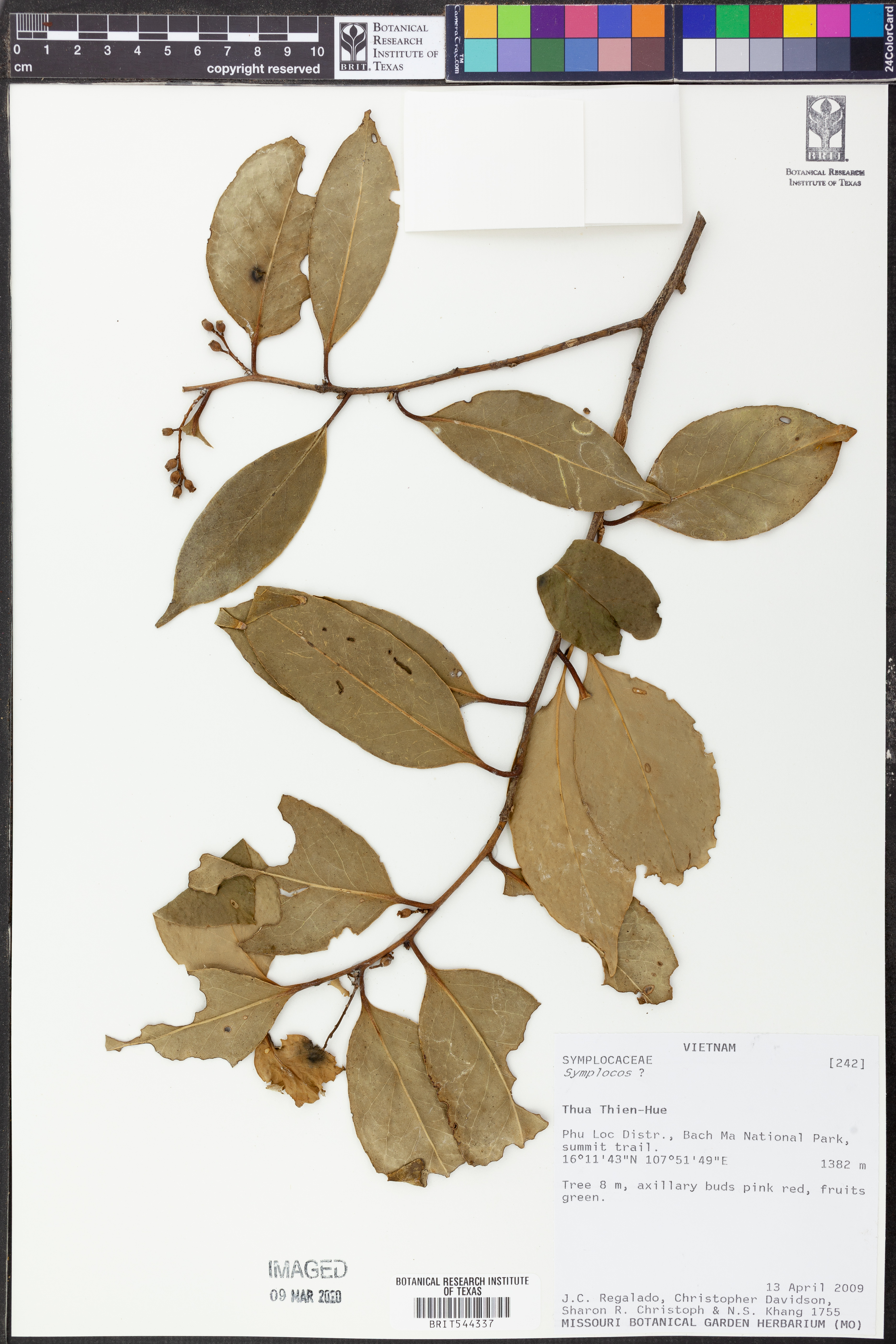 Symplocos heishanensis — ảnh 3