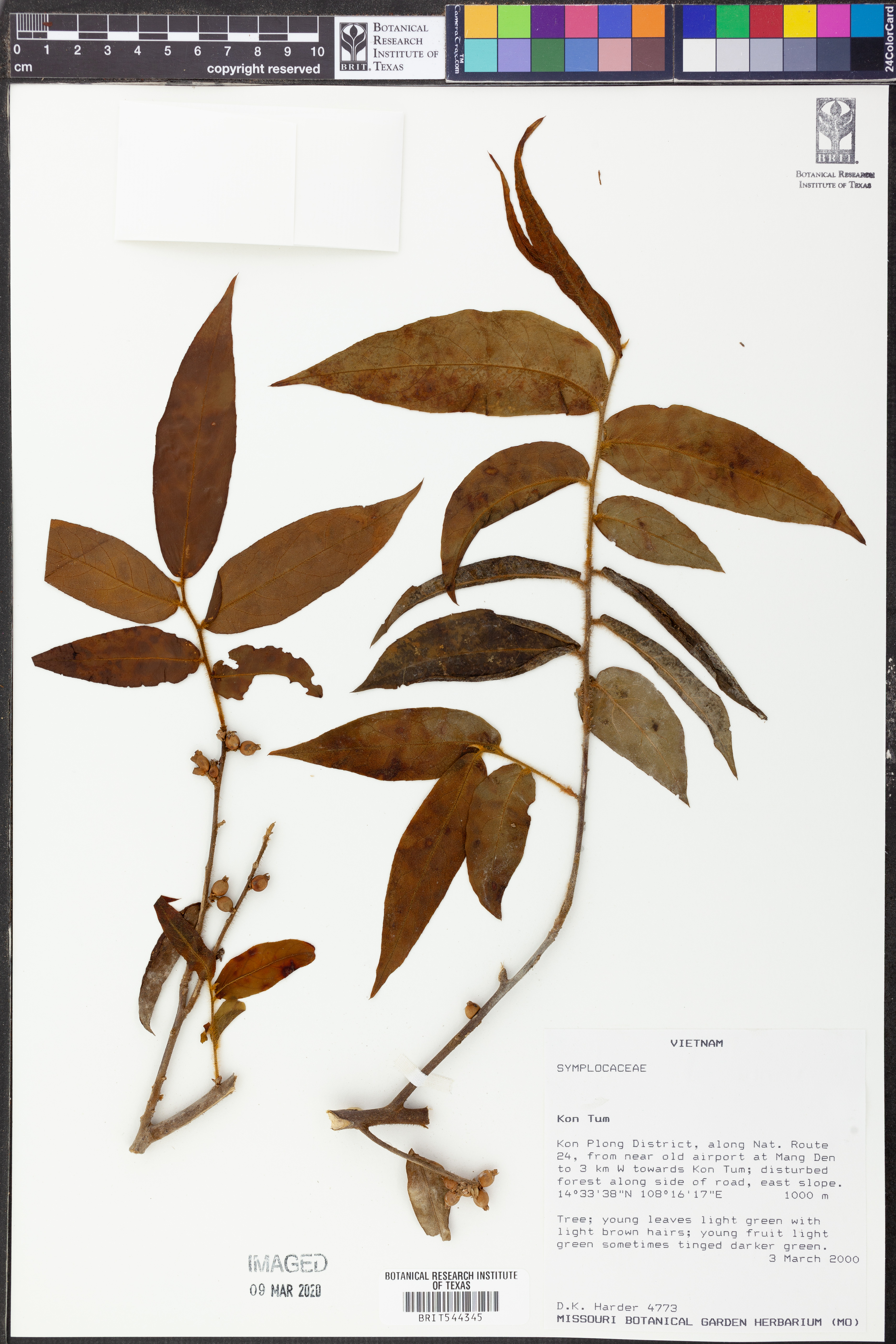 Symplocos dolichotricha (Symplocos dolichotricha)