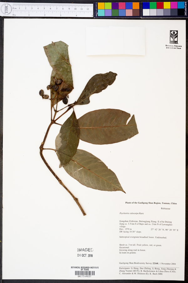 Psychotria calocarpa image