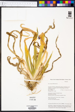 Iris tectorum image