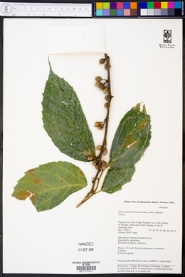 Ficus tinctoria subsp. gibbosa image