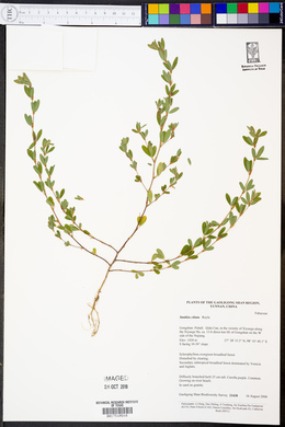 Smithia ciliata image