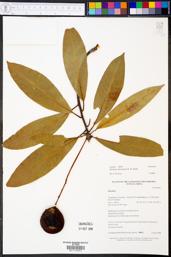 Machilus shweliensis image