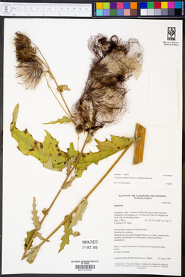 Image of Cirsium handelii