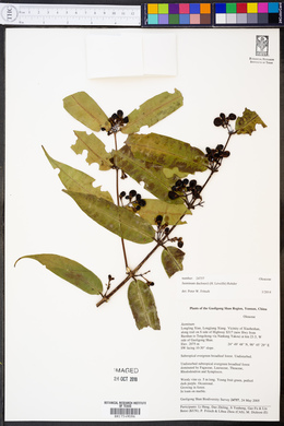 Jasminum duclouxii image