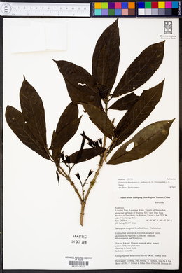 Media resource of Fosbergia shweliensis