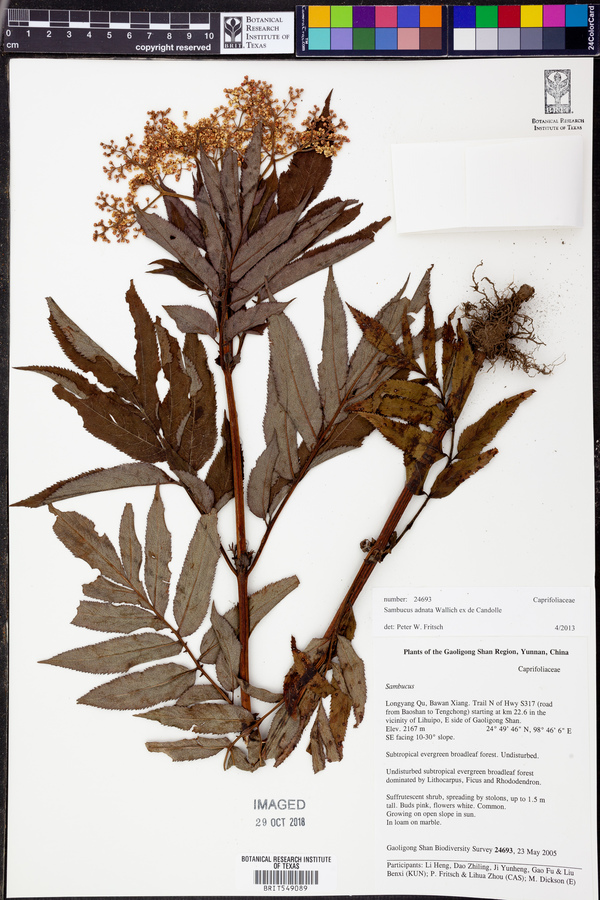 Sambucus adnata image