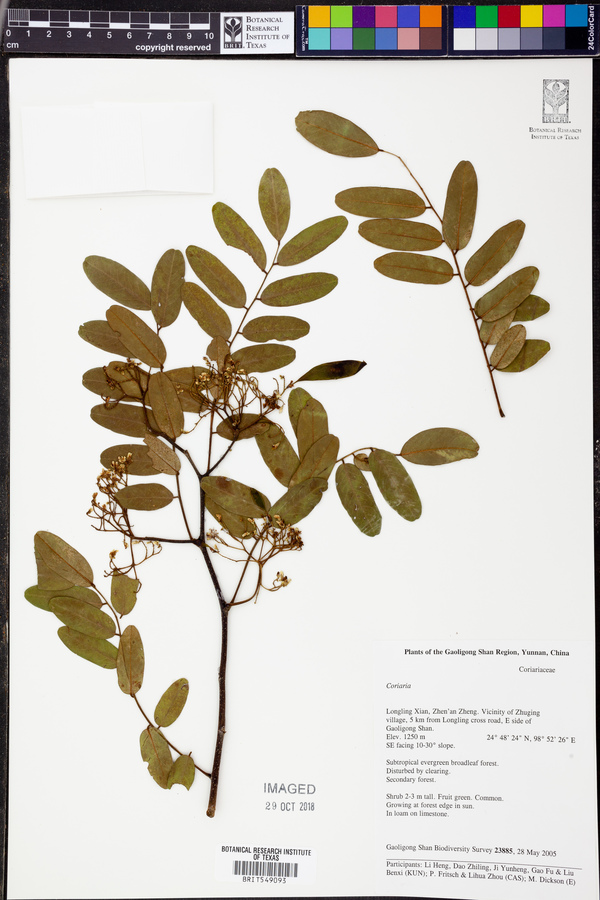 Dalbergia yunnanensis image