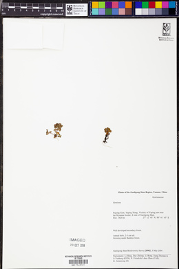 Image Associated With the Occurence