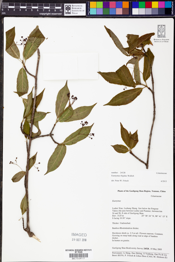 Euonymus frigidus image