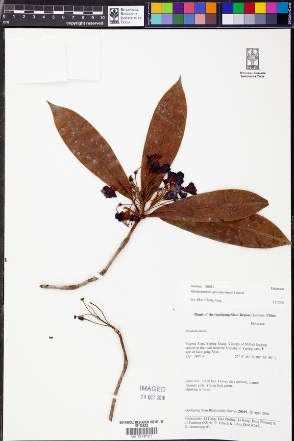 Rhododendron genestierianum image