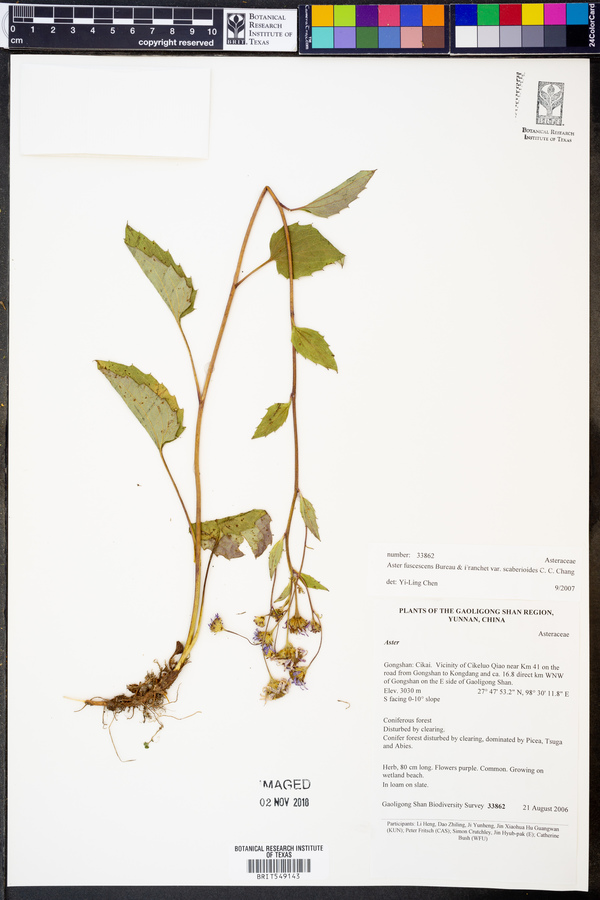 Griersonia fuscescens image