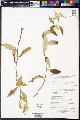 Anaphalis margaritacea var. cinnamomea image