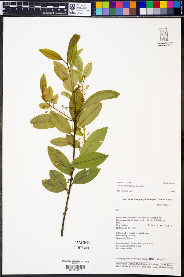 Ilex maximowicziana image