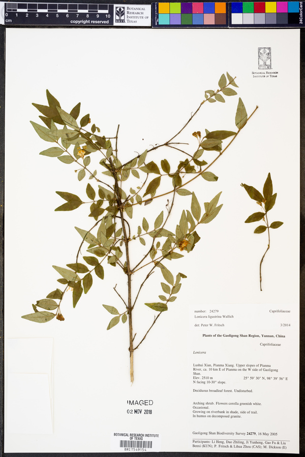 Lonicera ligustrina image