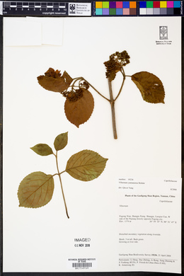 Image of Viburnum yunnanense
