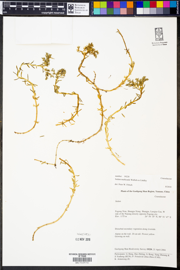 Sedum multicaule image