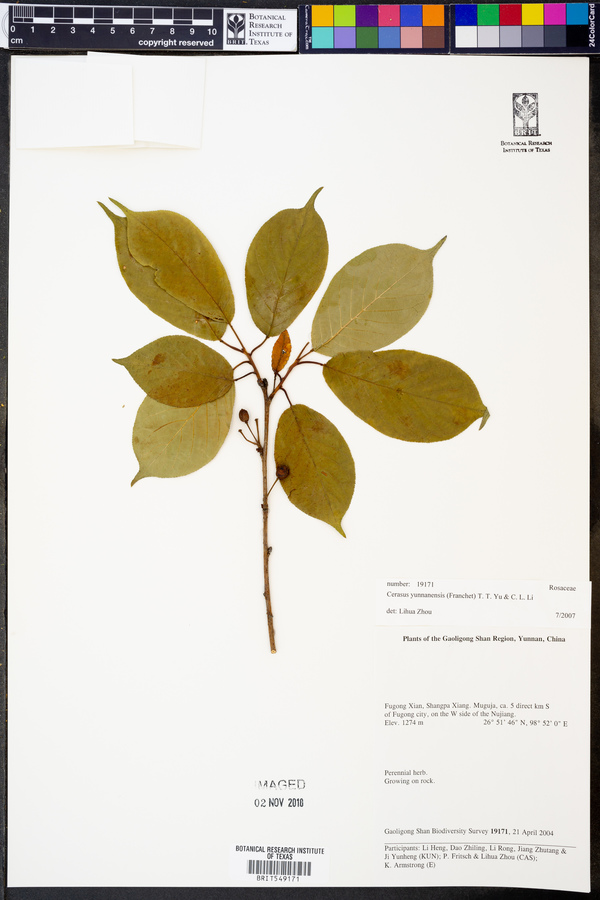 Prunus yunnanensis image