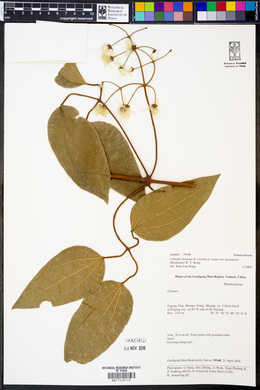 Clematis finetiana image