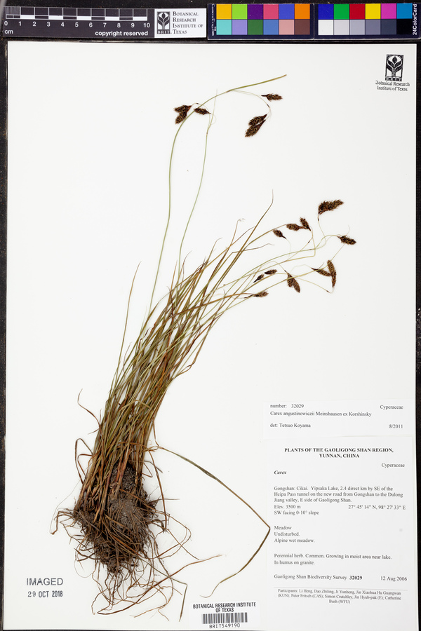 Carex augustinowiczii image