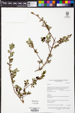 Lonicera angustifolia image
